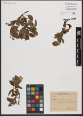 Foto von Salix L.